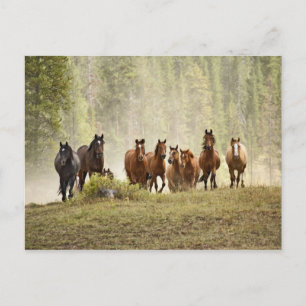Carte Postale Chevaux se dressant sur une petite colline pendant