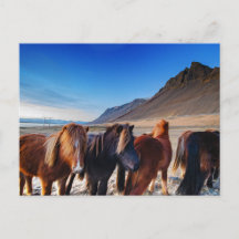 Chevaux Shaggy Islande
