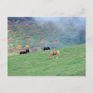 Carte Postale Chevaux sur la montagne