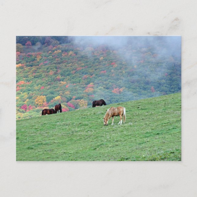 Carte Postale Chevaux sur la montagne (Devant)