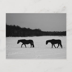 Carte Postale Chevaux Sur La Neige Pccna