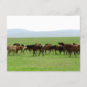 Carte Postale Chevaux sur le pâturage - Paysage