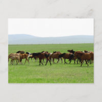 Chevaux sur le pâturage - Photographie du paysage