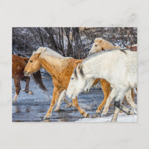 Carte Postale Chevaux traversant le ruisseau