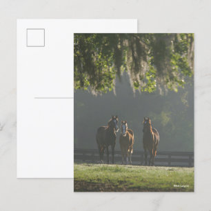 Carte Postale Chevaux trois quarts debout dans la fosse