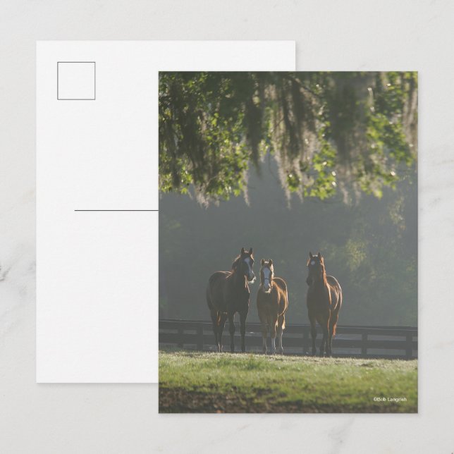 Carte Postale Chevaux trois quarts debout dans la fosse (Devant / Derrière)