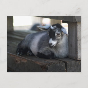 Carte postale chèvre