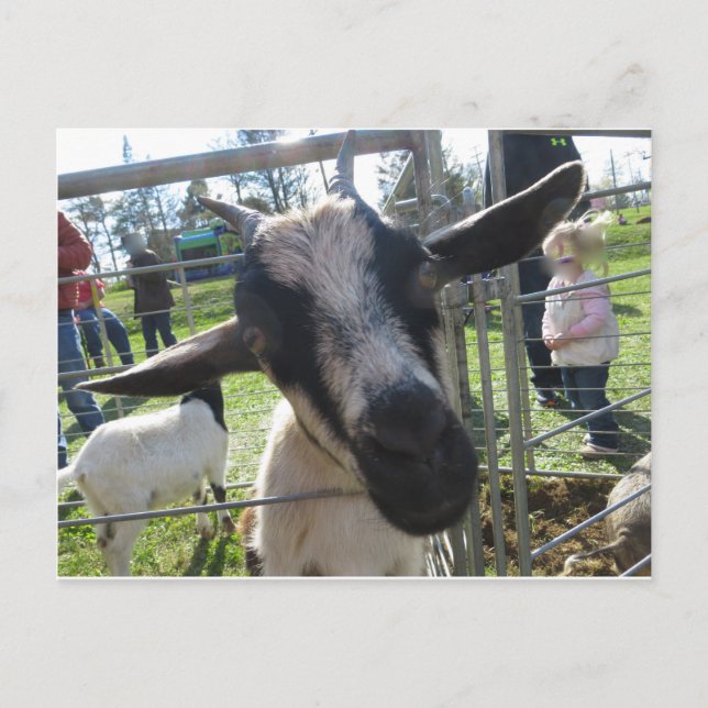 Carte Postale Chèvre (Devant)