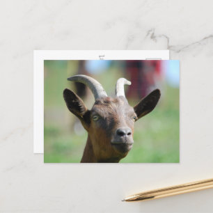 carte postale _ chèvre