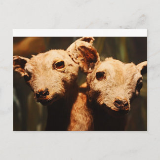 Carte Postale Chèvre à deux têtes