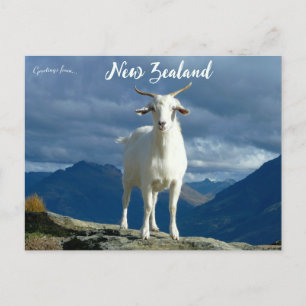 Carte Postale Chèvre à Queenstown Nouvelle-Zélande
