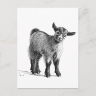 Carte Postale Chèvre bébé G097