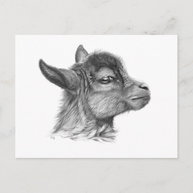Carte Postale Chèvre bébé G099 (Devant)