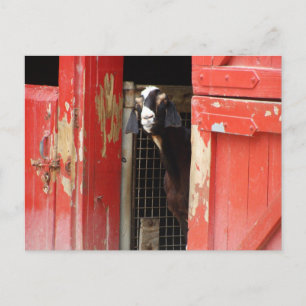 Carte Postale Chèvre curieuse