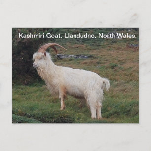Carte Postale Chèvre du Cachemire, Llandudno, Pays de Galles du 