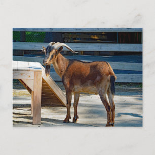Carte Postale Chèvre Noir Cornes Brown Profil animal Photo