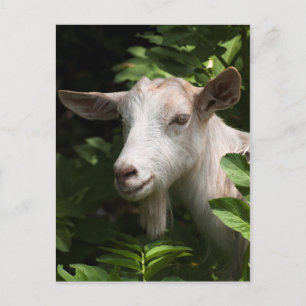 Carte Postale Chèvre regardant la caméra