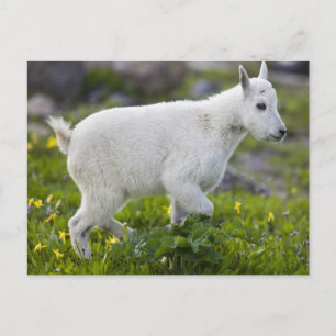 Carte Postale Chevreau au col Logan dans Glacier