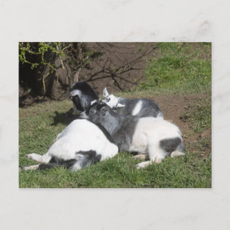 Carte Postale Chevreaux profitant du soleil