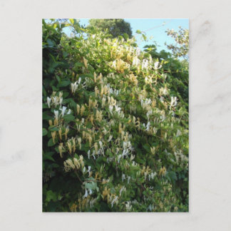 Carte Postale Chèvrefeuille sur un mur
