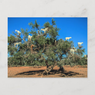 Carte Postale Chèvres amusantes dans les arbres Maroc