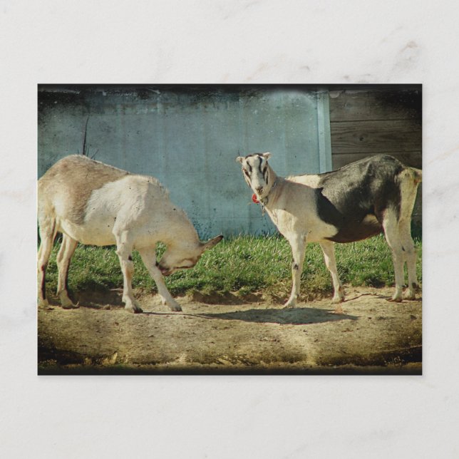 Carte Postale Chèvres laitières (Devant)