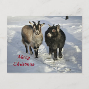 Carte Postale Chèvres mignonnes Photo Neige Noël
