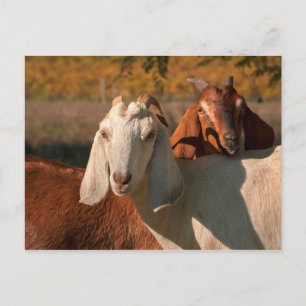 Carte Postale Chèvres nubiennes
