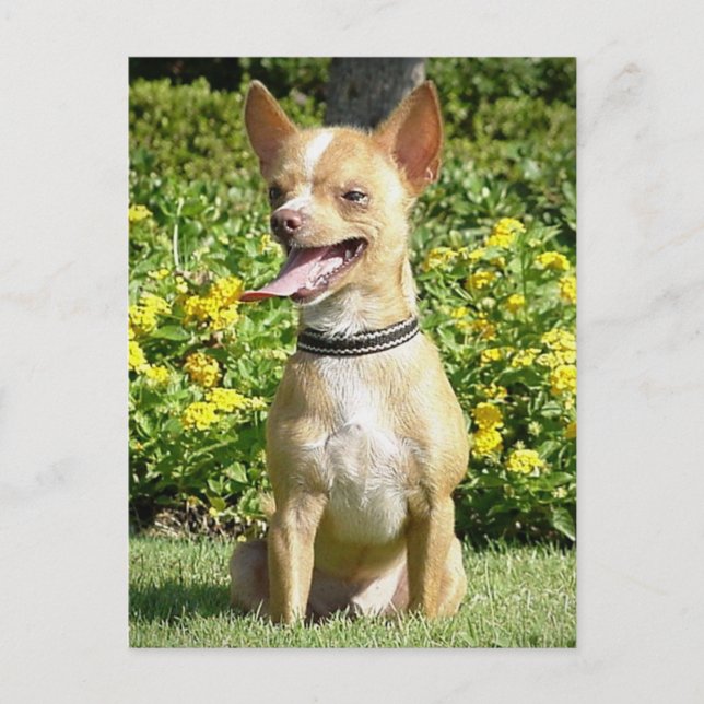 Carte postale Chi Chi (Devant)