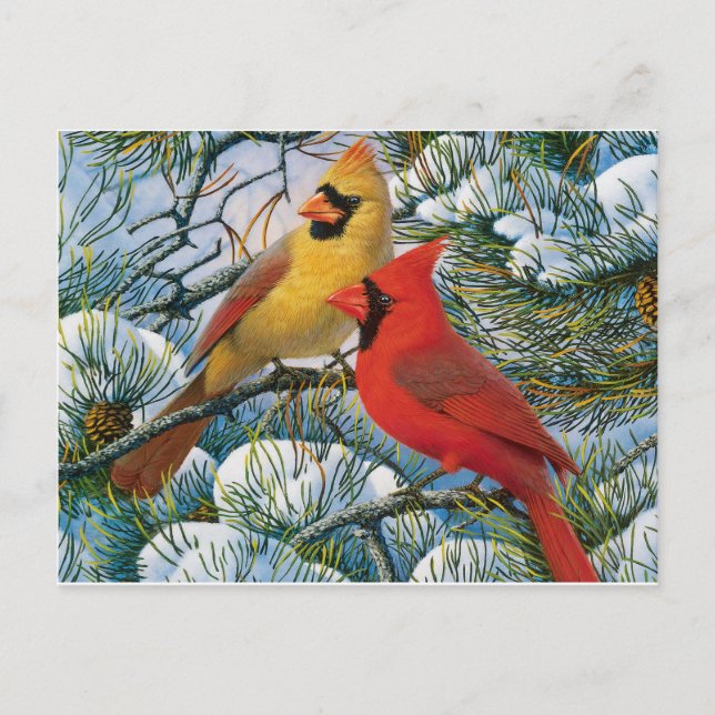Carte Postale Chic Beau Noël Cardinaux Rouges Et Neige (Devant)