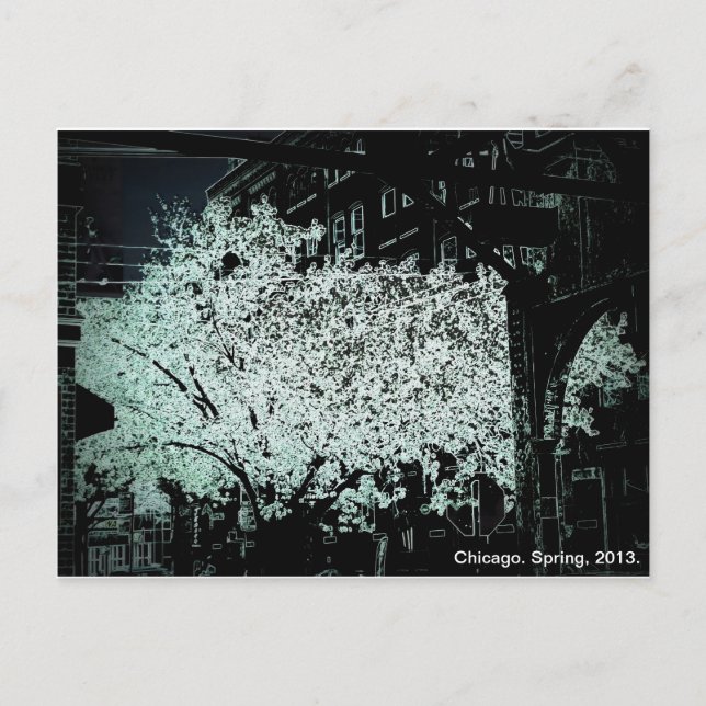Carte Postale Chicago Blossoms Abstrait (Devant)