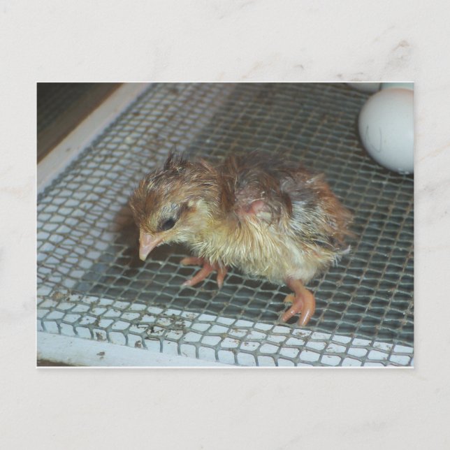Carte Postale Chick à éclos (Devant)
