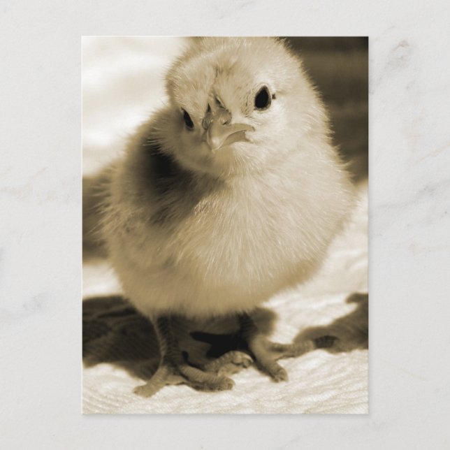 Carte Postale Chick de démarrage (Devant)
