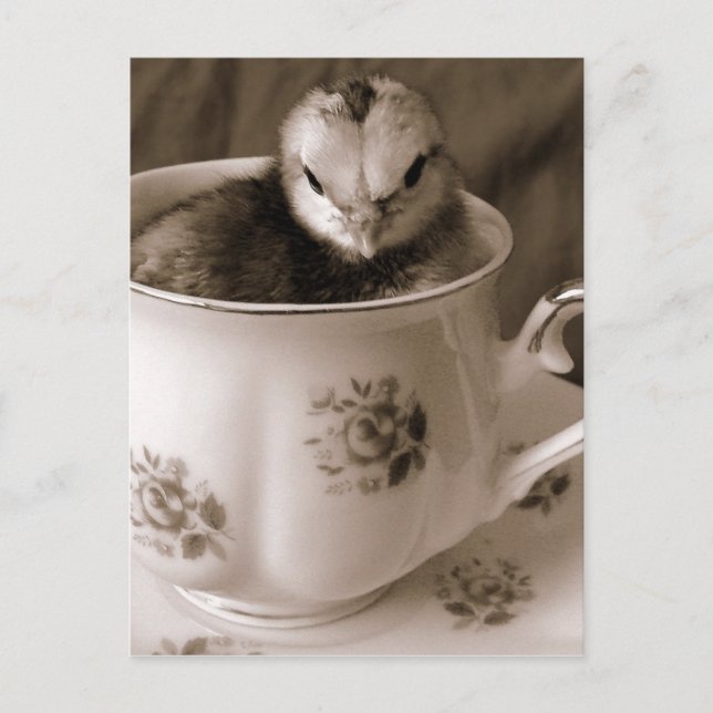 Carte Postale Chick In A Tea Cup (Devant)