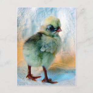 Carte Postale Chick polonais