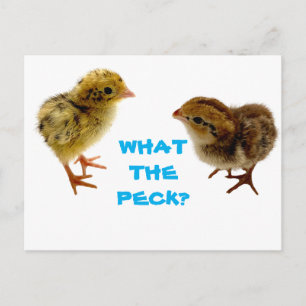 Carte postale Chick Quail Baby