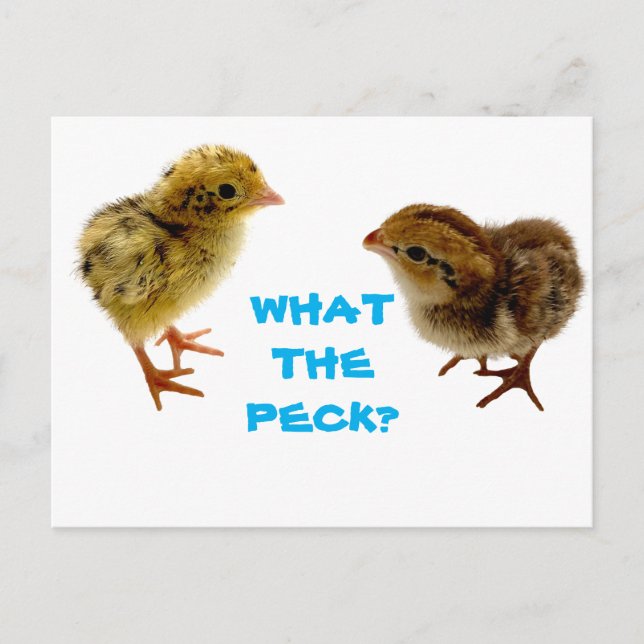 Carte postale Chick Quail Baby (Devant)
