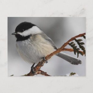 Carte Postale Chickadee