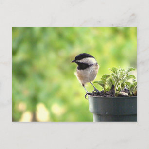 Carte Postale Chickadee