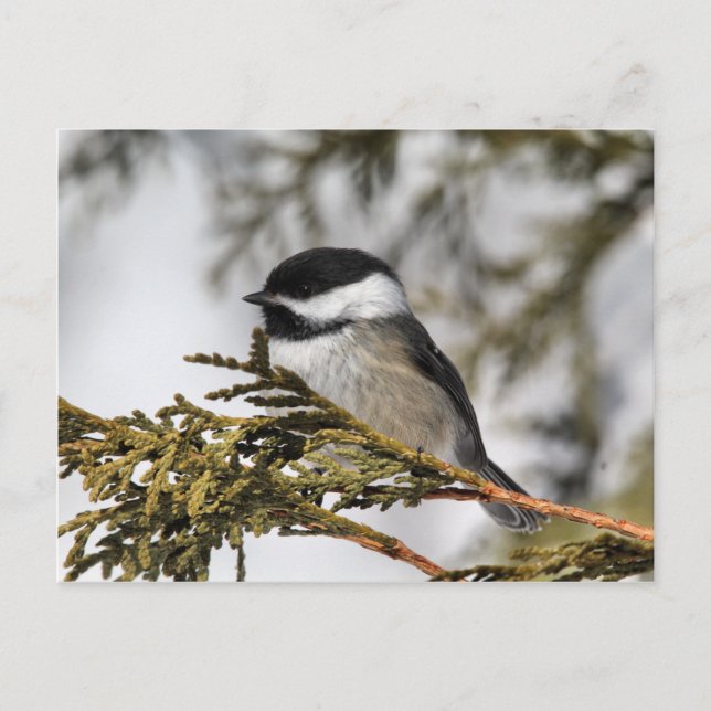 Carte Postale Chickadee_9505 (Devant)