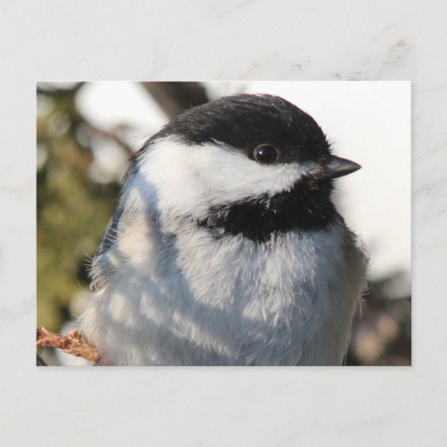 Carte Postale Chickadee 9693 (Devant)
