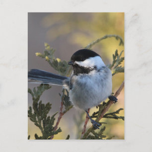 Carte Postale Chickadee_9695