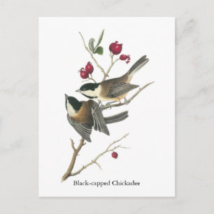 Carte Postale Chickadee à capuchon noir, John Audubon