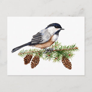 Carte Postale Chickadee d'hiver