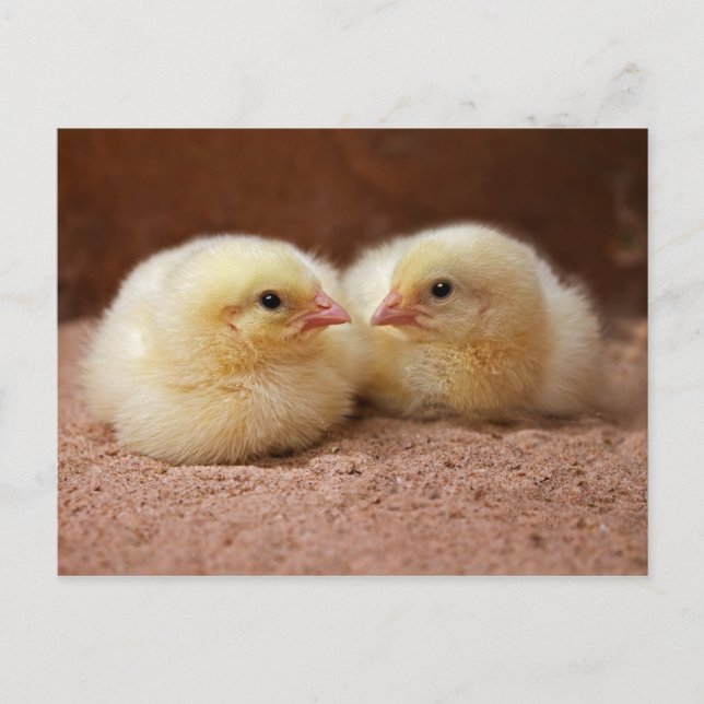 Carte postale Chicks (Devant)