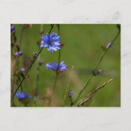 Carte Postale Chicorée bleue sur prairie verte.