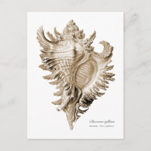 Carte Postale Chicoreus ramosus