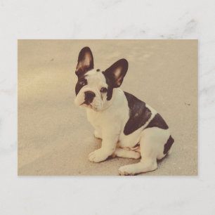 Carte Postale Chien