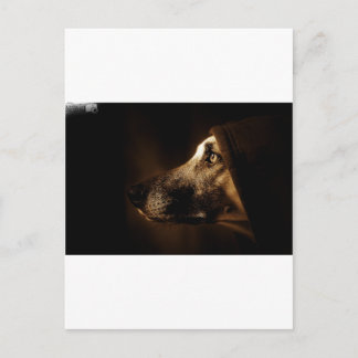 Carte Postale chien