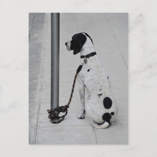 Carte Postale Chien